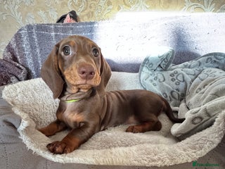 Miniature Dachshund dogs KC registered,PRA Clear! Miniature Dachshund - Advert 17