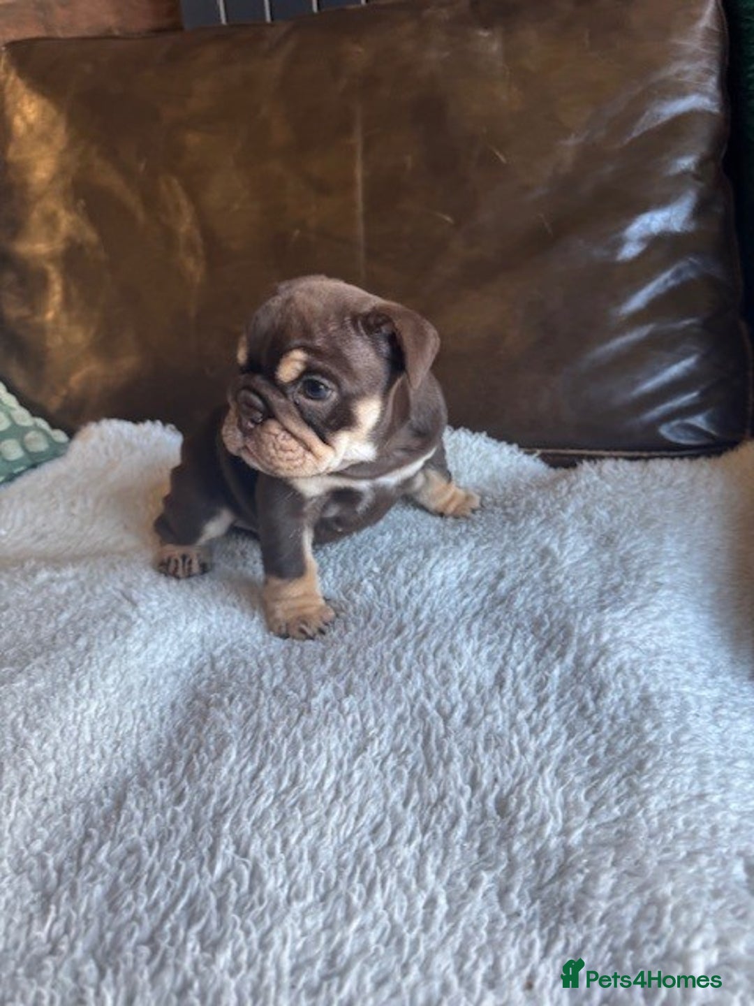 English Bulldog dogs for sale: Beautiful English Bulldog Puppies - Image 3