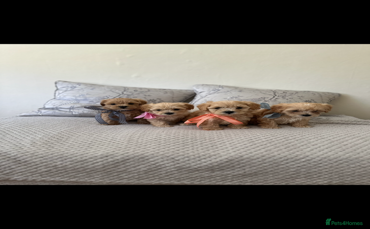 Maltipoo dogs - Advert 4