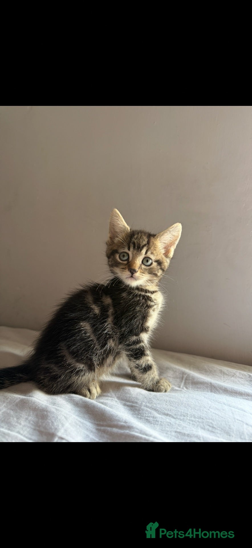 Mixed Breed cats Tabby cross Bengal kitten  - Advert 2