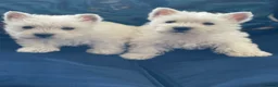 West Highland Terrier dogs for sale: Royal kennel club registered west highland white  - Advert 21