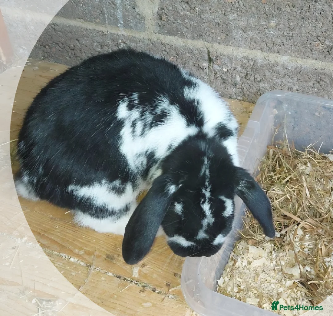 Mini Lop rabbits for sale: 2 neutered mini lops  - Advert 5