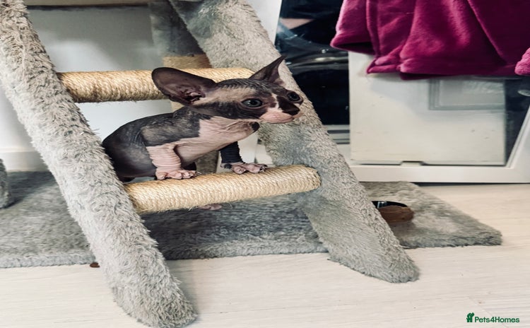 Sphynx cats - Advert 1