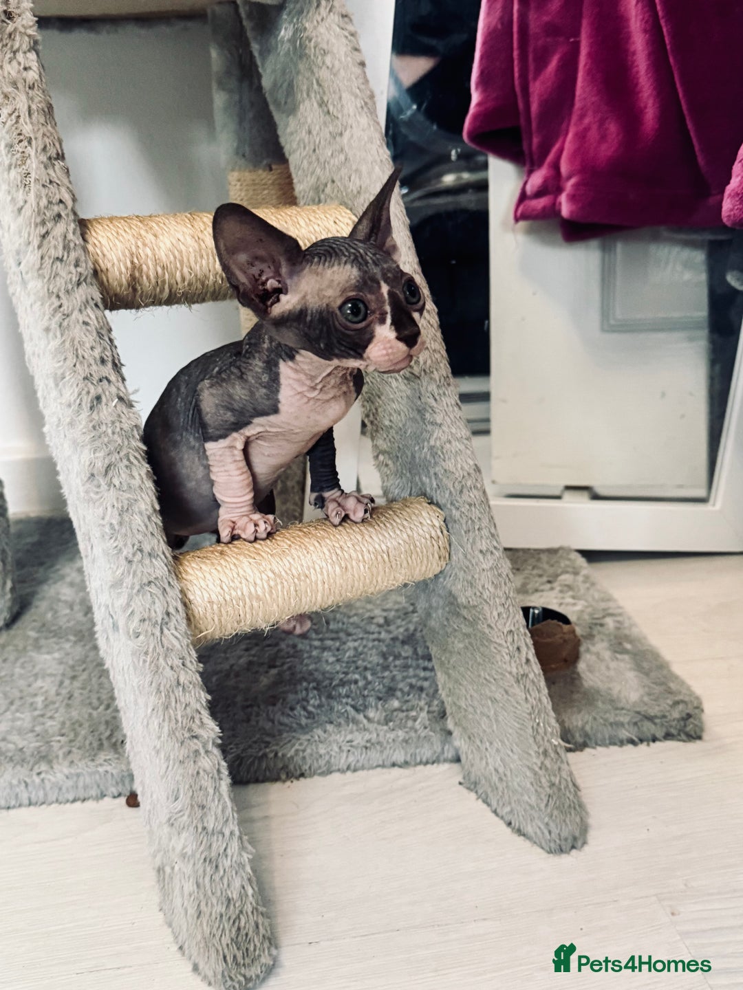 Sphynx cats for sale: 3 beautiful sphynx kittens  - Image 1