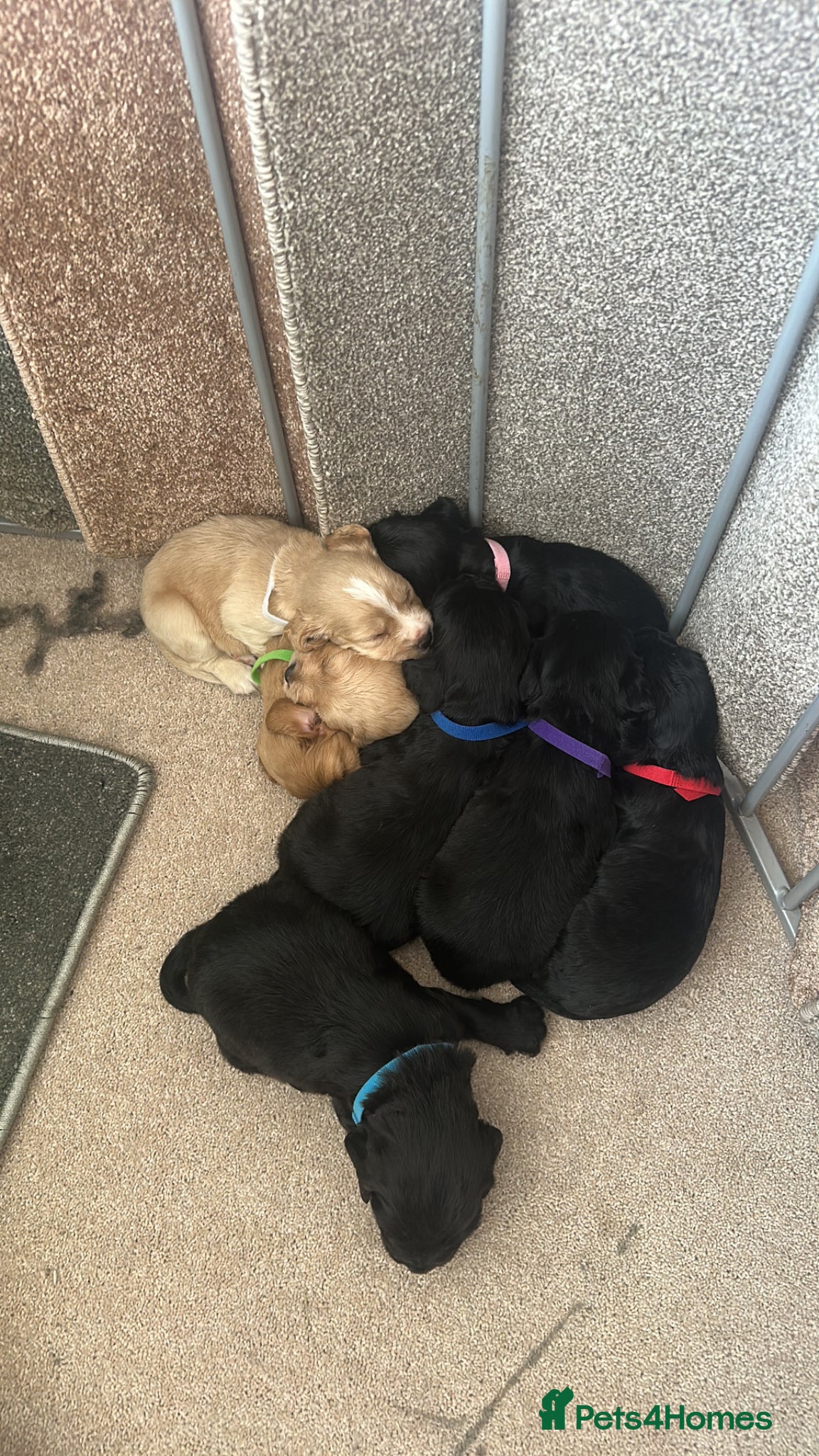Cocker Spaniel dogs Cocker spaniel puppies 🐶  - Advert 1
