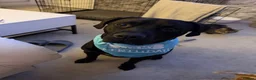 Mixed Breed dogs for sale: Presa Canario X Labrador for sale  - Advert 5
