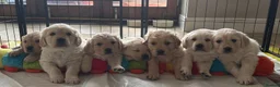 Goldador dogs for sale: Goldador - Golden Retriever x Labrador Retriever - Advert 3