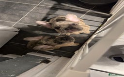 French Bulldog dogs for sale: 2 STUNNING BOY FRENCHIES LEFT…. REDUCED‼️‼️ in Stoke-on-Trent - Image 3