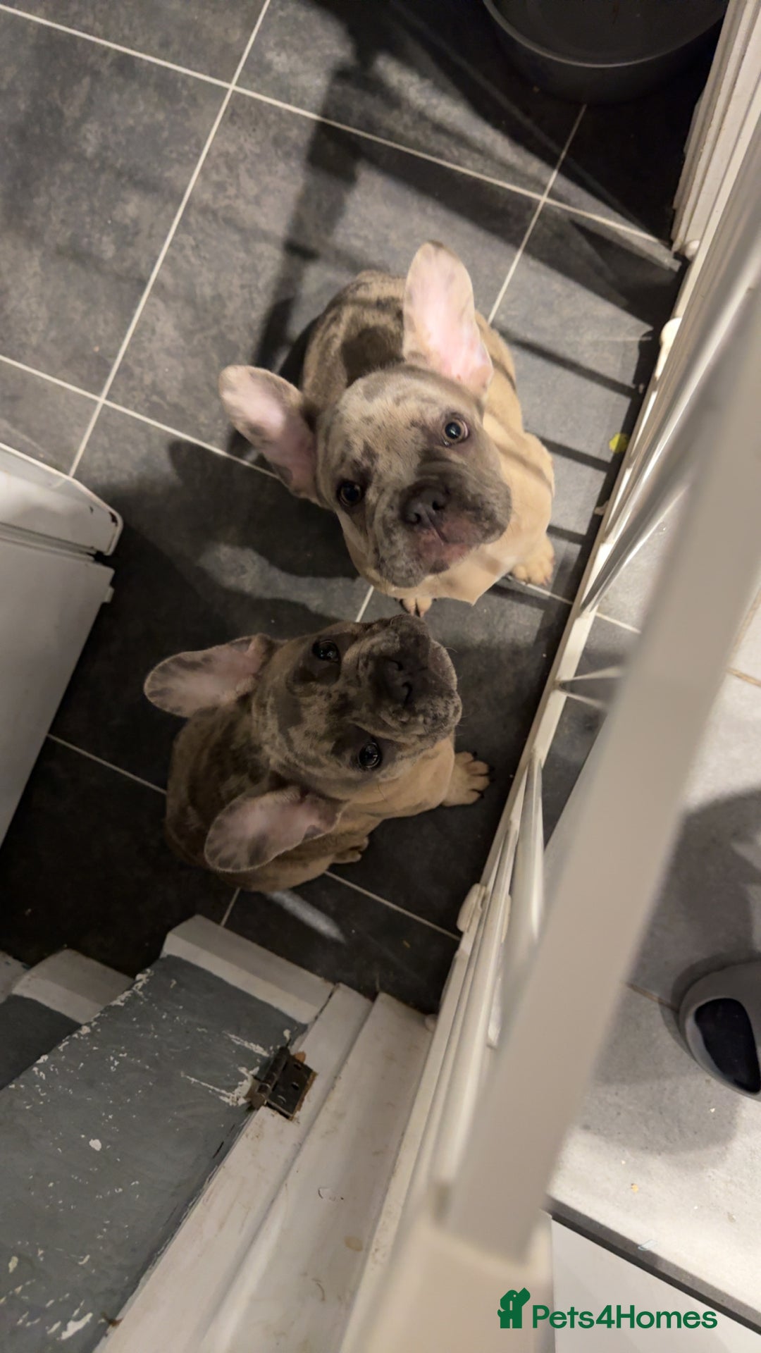 French Bulldog dogs for sale: 2 STUNNING BOY FRENCHIES LEFT…. REDUCED‼️‼️ in Stoke-on-Trent - Image 3