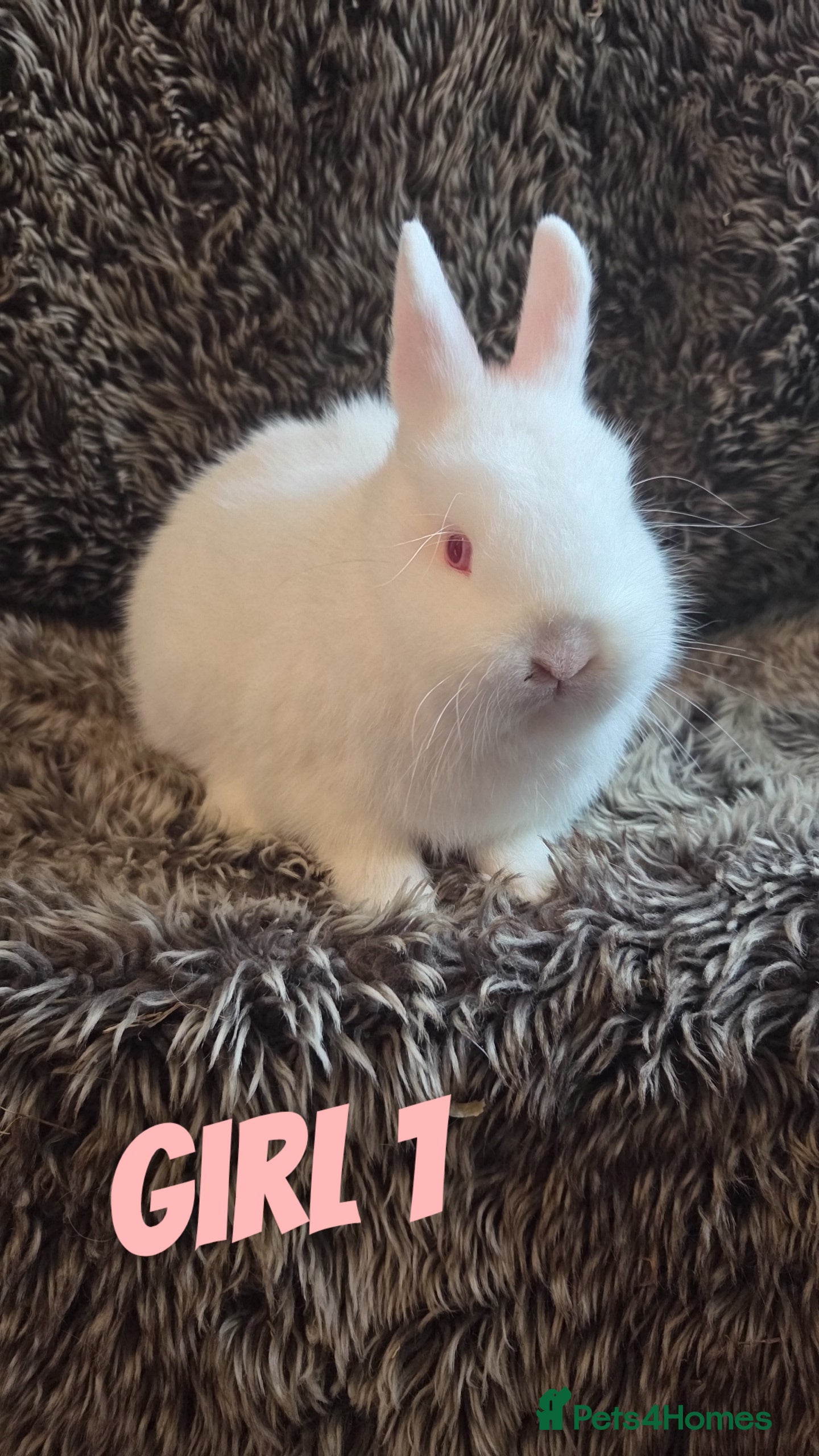 Netherland Dwarf rabbits Baby Netherland Dwarfs  - Advert 1