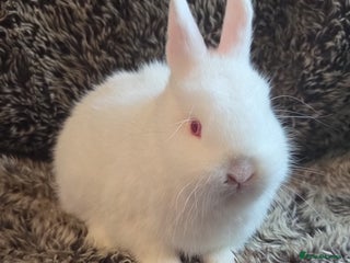 Netherland Dwarf rabbits Baby Netherland Dwarfs - Advert 18