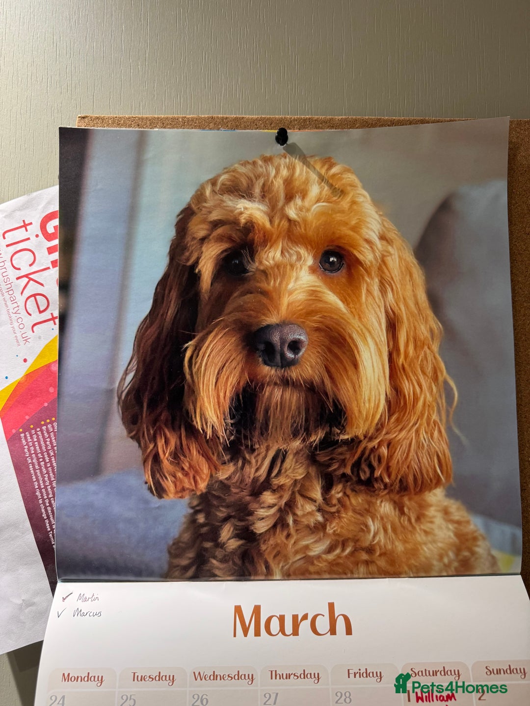 Cockapoo dogs for sale: Cockapoo Litter Due 25th January  - Advert 32