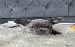 French Bulldog dogs for sale: BLUE GIRL 💗 and BOY 💙 frenchies available  - Image 9