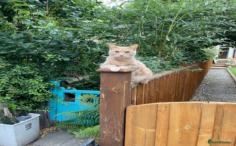 Mixed Breed cats Oliver (Olly) - Male Ginger Cat - Advert 3