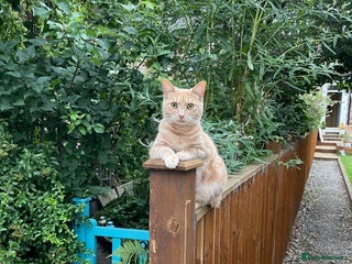 Mixed Breed cats Oliver (Olly) - Male Ginger Cat - Advert 1