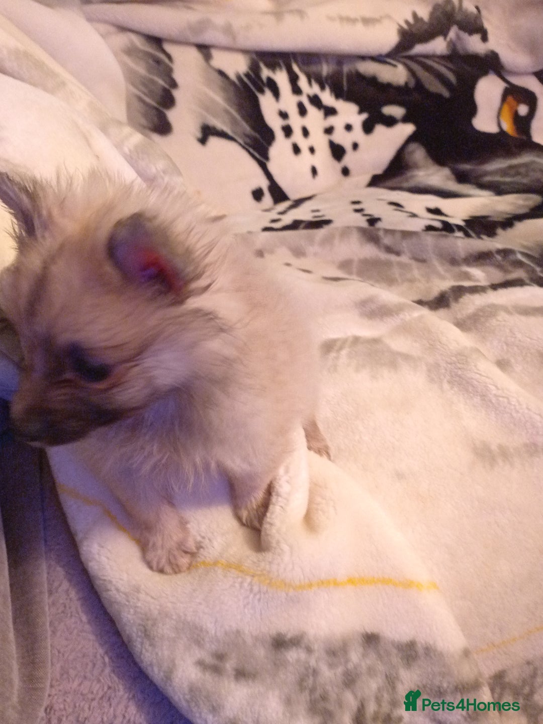 Pomeranian dogs for sale: Butiful Pomeranians - Advert 4