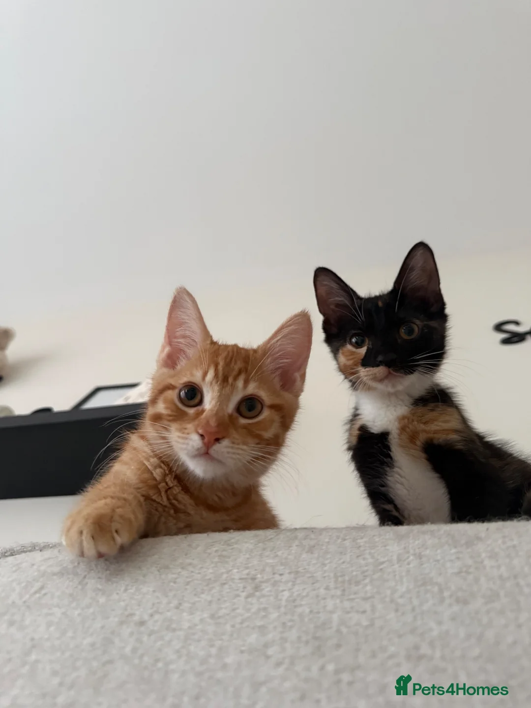 Mixed Breed cats for sale: Sister Kittens (together if possible)  - Advert 1