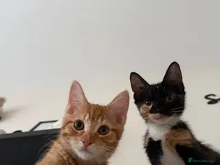 Mixed Breed cats Sister Kittens (together if possible) - Advert 1