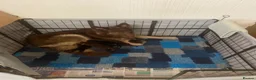 German Shepherd dogs for sale: German Shepherd puppies – Kennel Club registered - Advert 8