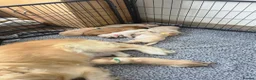 Golden Retriever dogs for sale: 🐶 Beautiful golden retriever puppies 🐶  - Advert 17
