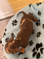 Miniature Dachshund dogs CHOCOLATE AND CREAM MINIATURE DACHSHUND PUPPIES - Advert 4