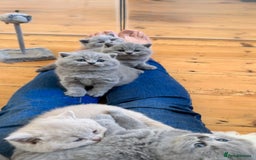 British Shorthair cats for sale: IGRCH Sired GCCF reg British Shorthair Kittens  - Image 2