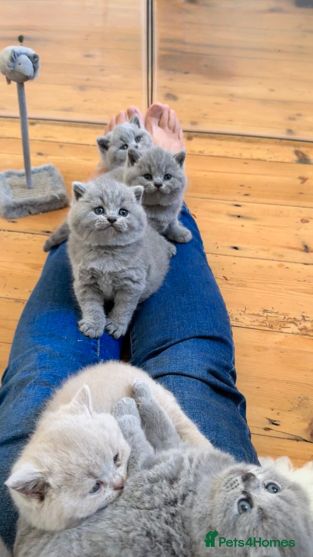 British Shorthair cats for sale: IGRCH Sired GCCF reg British Shorthair Kittens  - Image 2