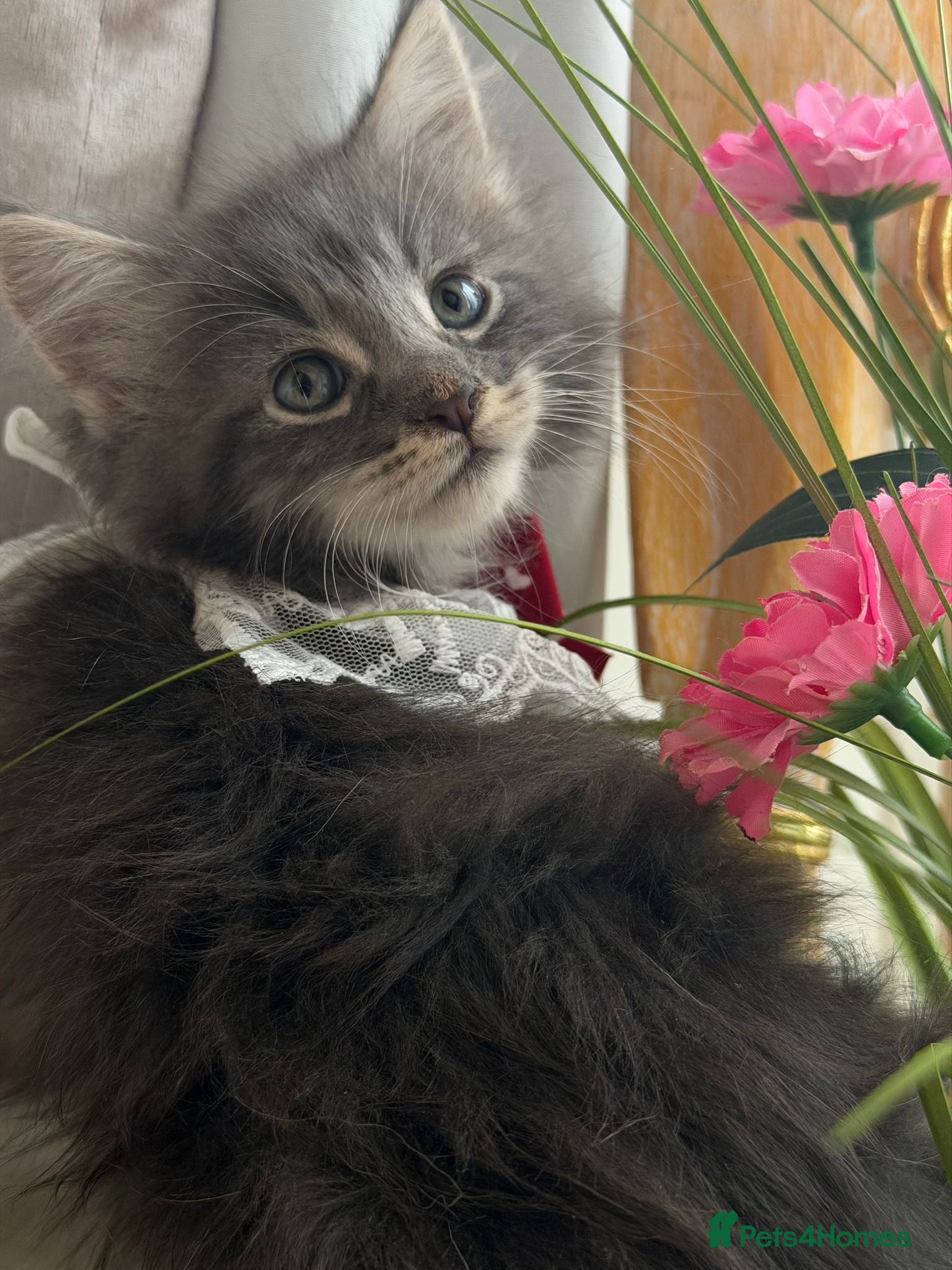 Maine Coon cats Maincoon Kittens ready to find new home  - Advert 13