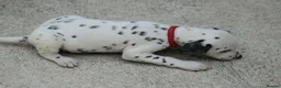 Dalmatian dogs for sale: Litter of pure Dalmatian puppies - Advert 8