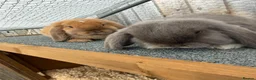 Mini Lop rabbits for sale: 2 x Mini Lops 4 months old  in Weymouth - Advert 1