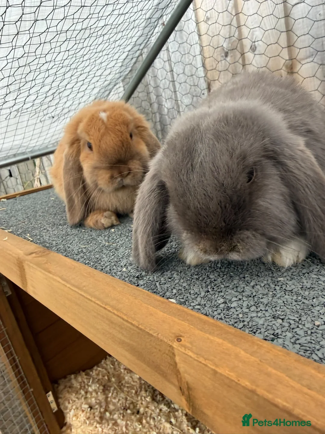 Mini Lop rabbits for sale: 2 x Mini Lops 4 months old  in Weymouth - Advert 1