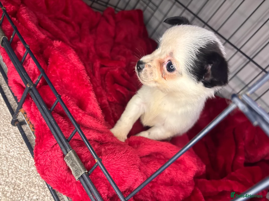 Pomchi dogs for sale: Pomchi puppy’s  - Advert 16