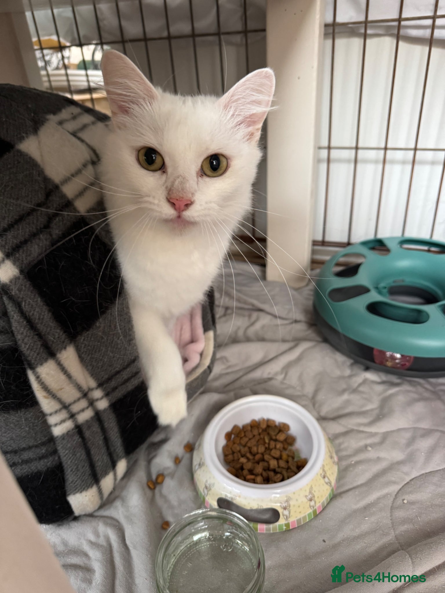 Turkish Angora cats 18 month Turkish angora female  - Advert 1