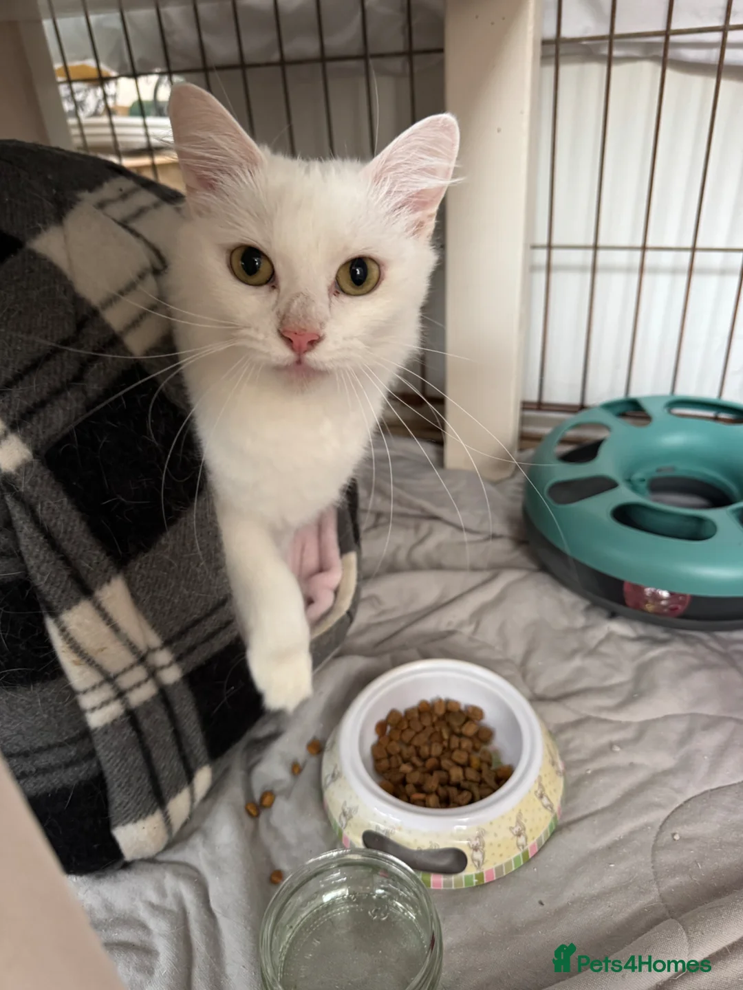 Turkish Angora cats for sale: 18 month Turkish angora female  in Holywell - Advert 1