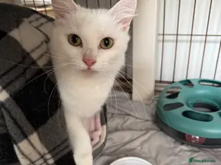 Turkish Angora cats 18 month Turkish angora female - Advert 1