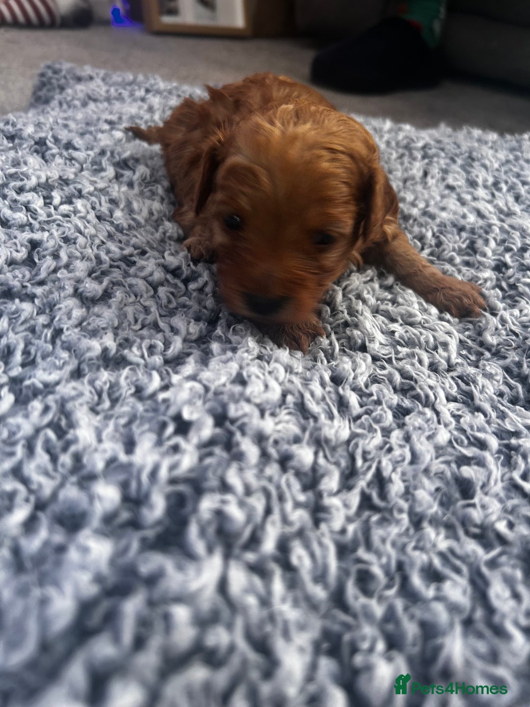 Cockapoo dogs for sale: Beautiful Cockapoo puppies  - Advert 3