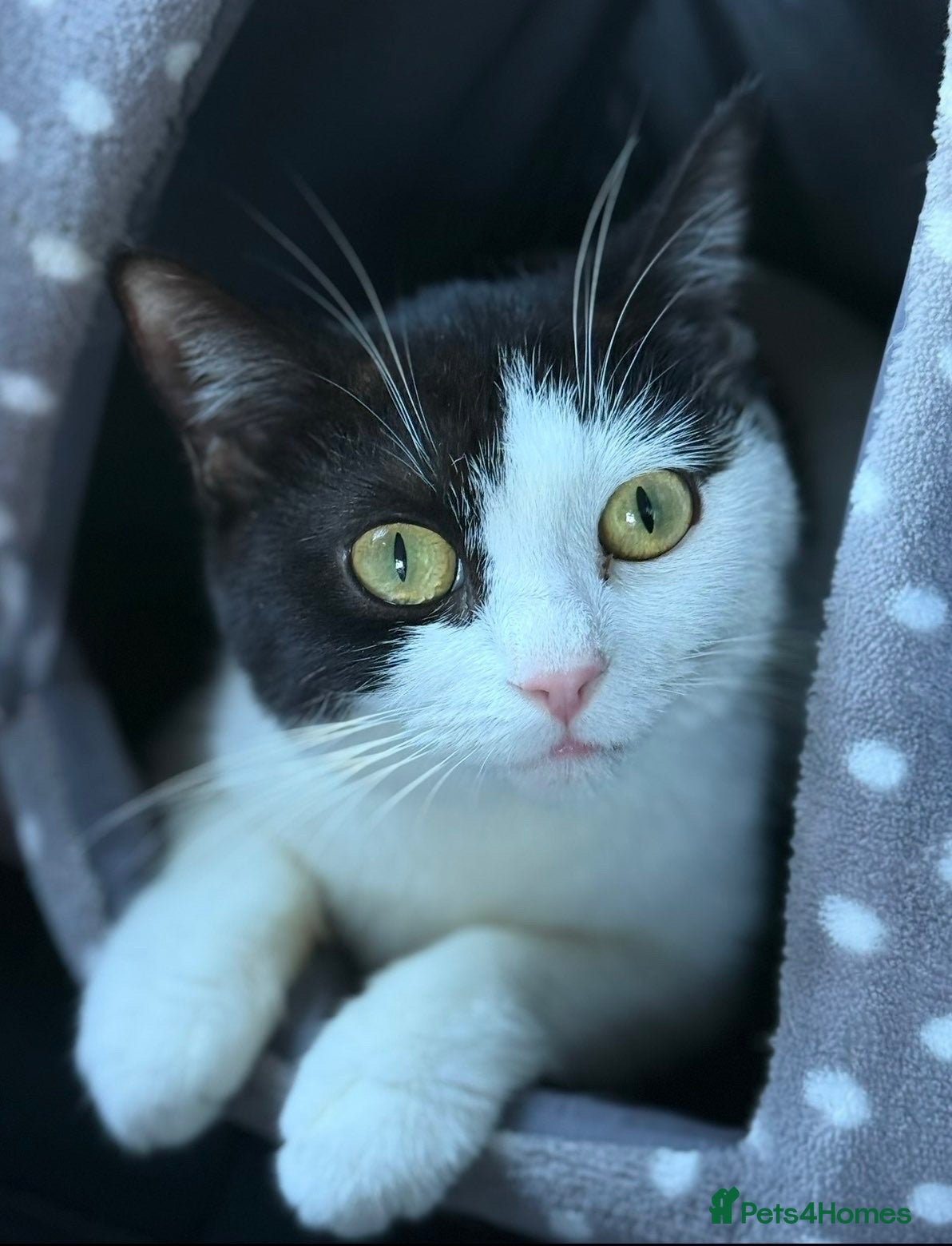 Domestic Shorthair cats 4 very playful kittens looking for a new home! - Advert 1