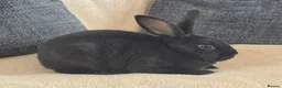 Rex rabbits for sale: Mini rex kits  - Advert 13