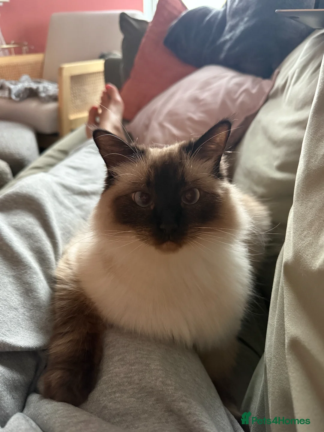 Ragdoll cats for sale: Olive the Ragdoll, 3yrs, Neutered & Microchipped - Advert 5