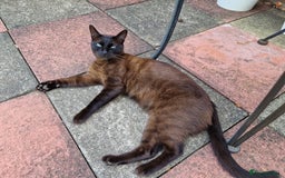 Tonkinese cats for sale: Beautiful Tonkinese Boy - Cappuccino - Image 3