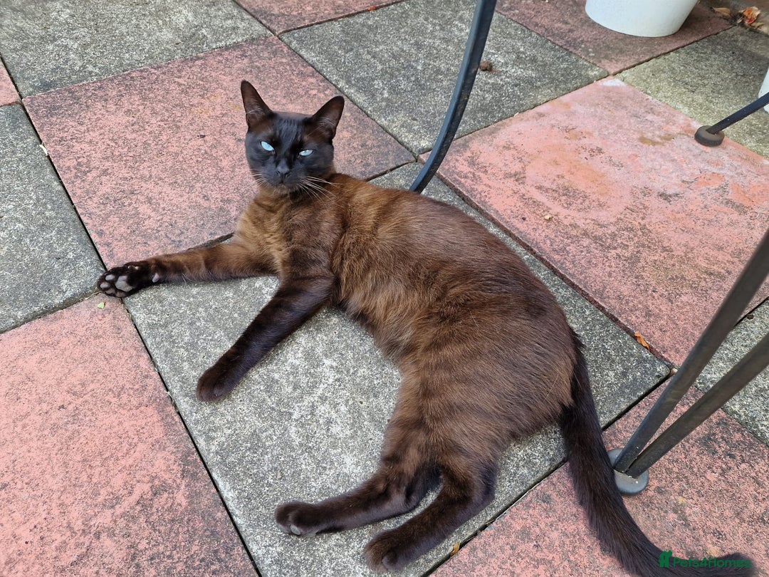 Tonkinese cats for sale: Beautiful Tonkinese Boy - Cappuccino - Image 3