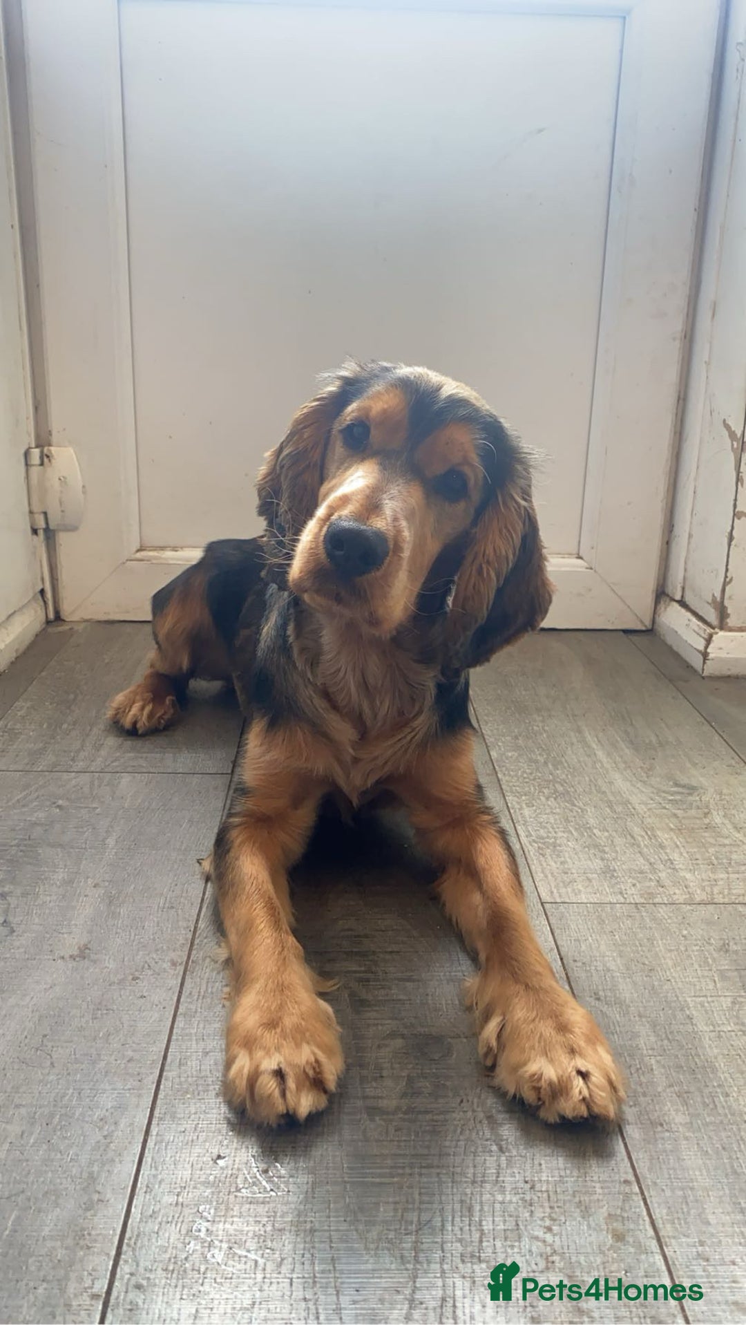 Cocker Spaniel dogs for stud: Show Type Cocker spaniel for stud - Advert 3