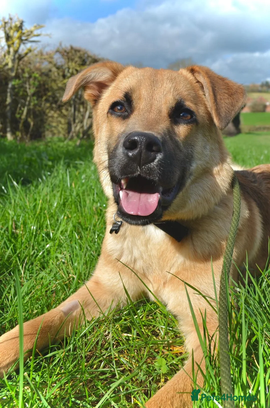 Mixed Breed dogs for adoption: Max 🐶  - Advert 2