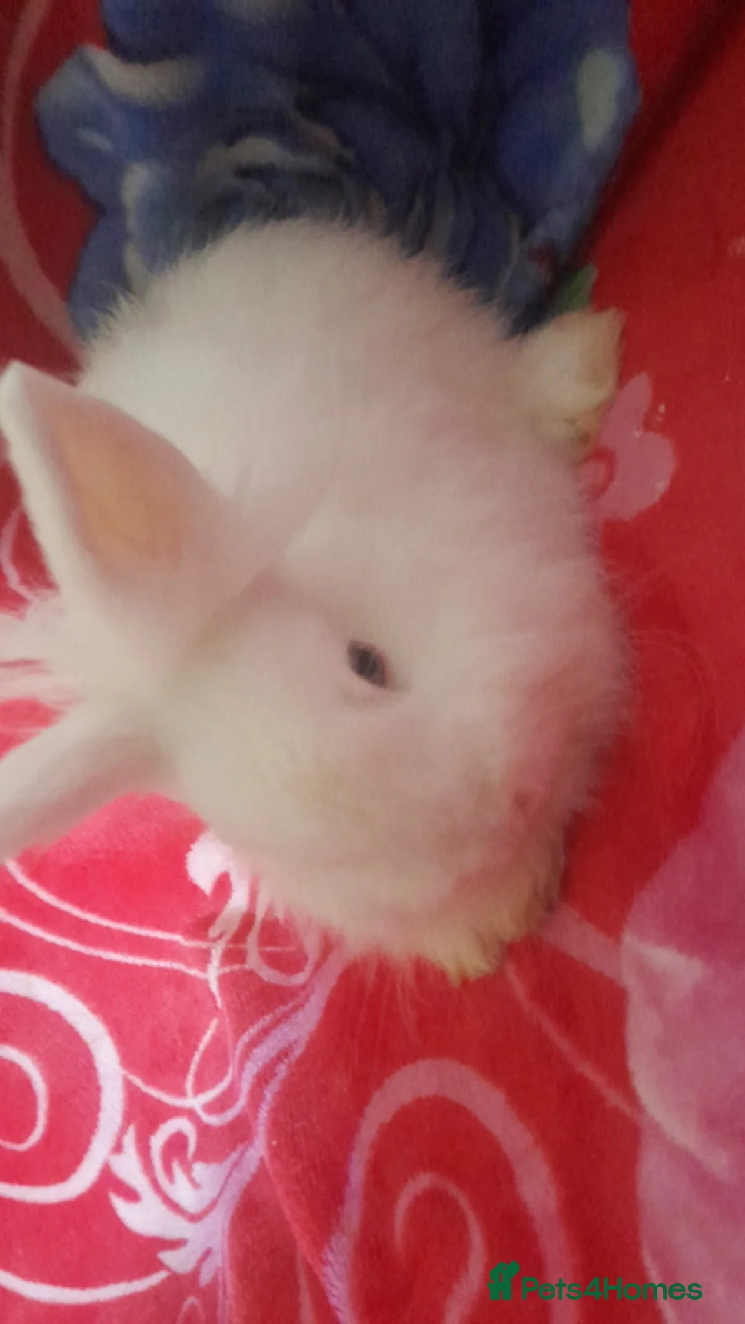 Mixed Breed rabbits for sale: Female and male rabbits - Advert 1