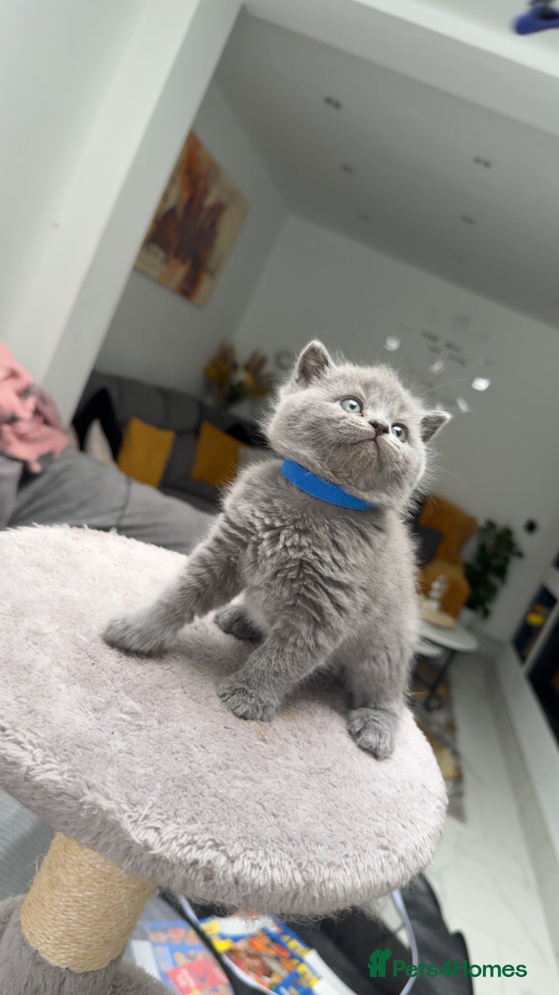 British Shorthair cats     Blue British Shorthair Kittens Available Now - Advert 1