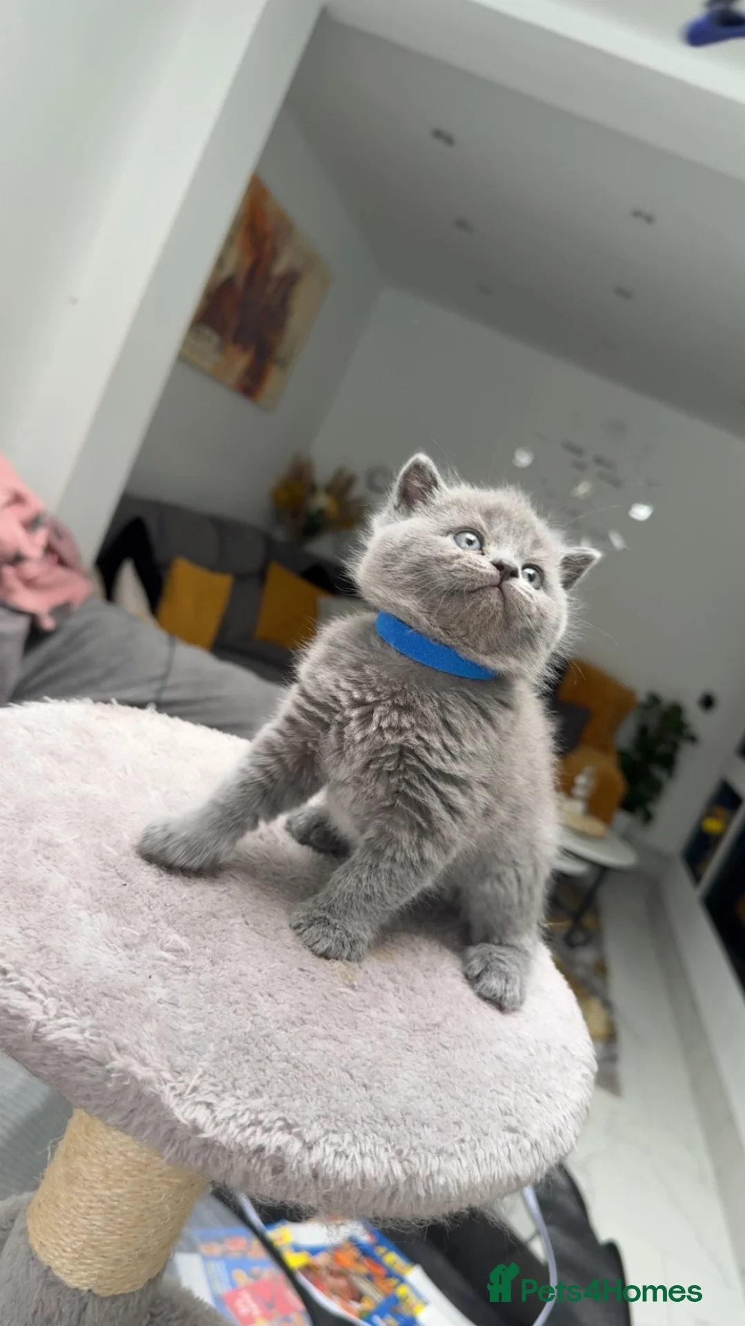 British Shorthair cats for sale:     Blue British Shorthair Kittens Available Now - Advert 1