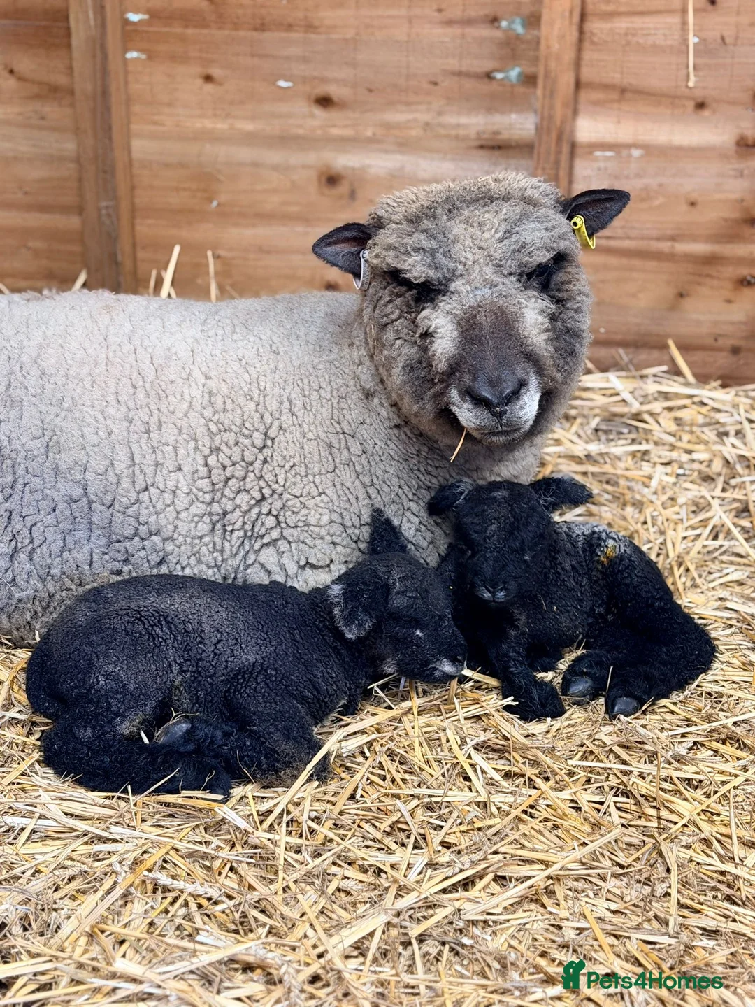 Sheep livestock for sale: Coloured Ryeland Lambs  in Bordon - Advert 2