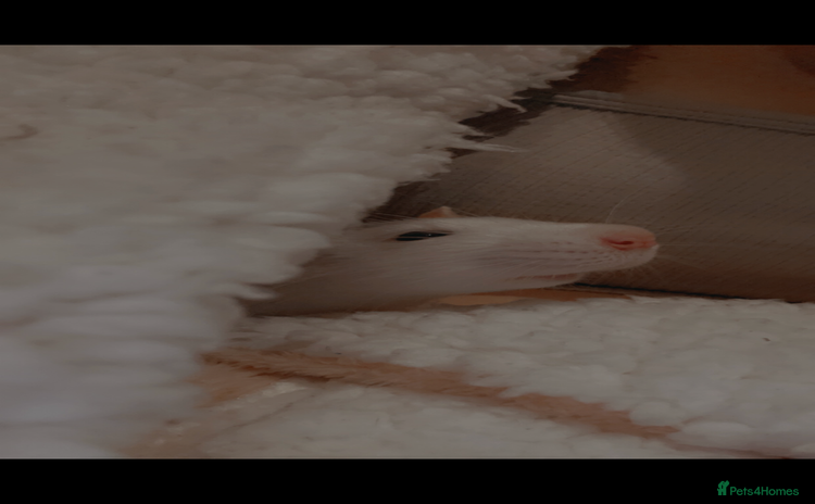 Rat rodents - Advert 3