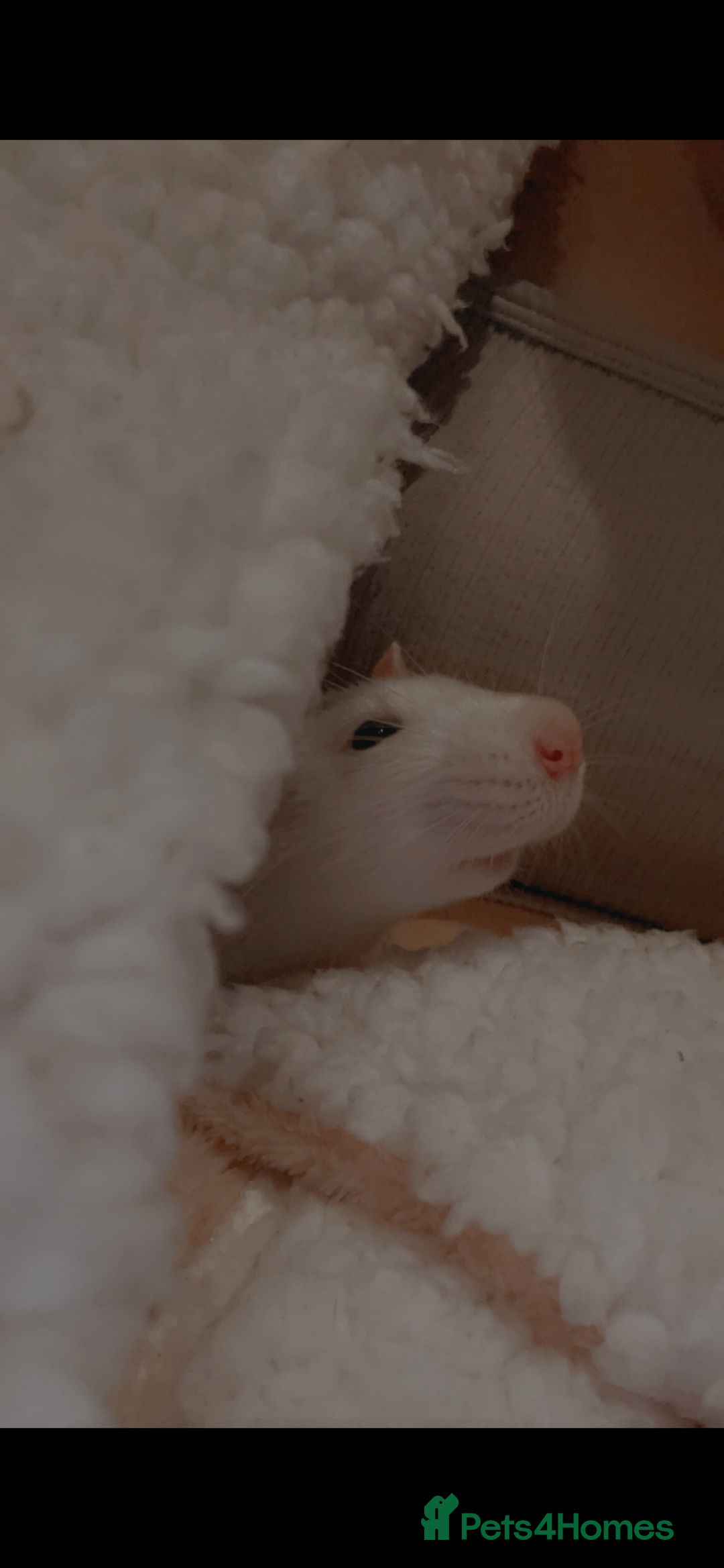 Rat rodents for sale: 2 rats looking for new home  - Image 1