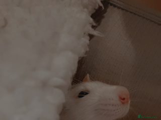 Rat rodents - Advert 4